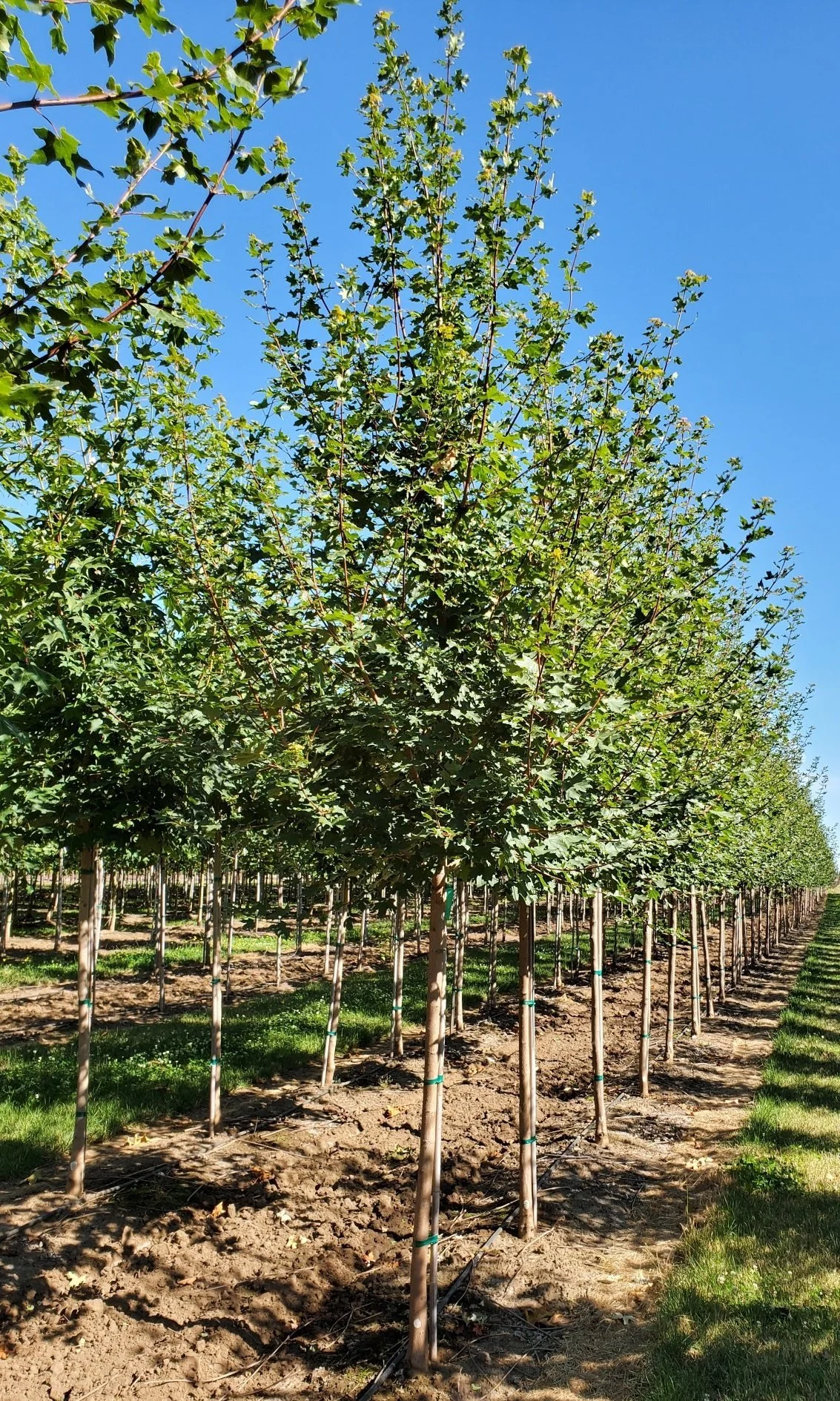 Store 2 — Northwest Shade Trees